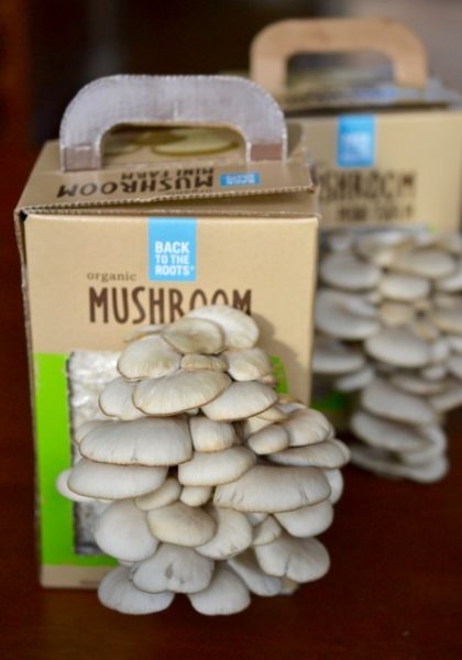 Mushroom Mini Farms