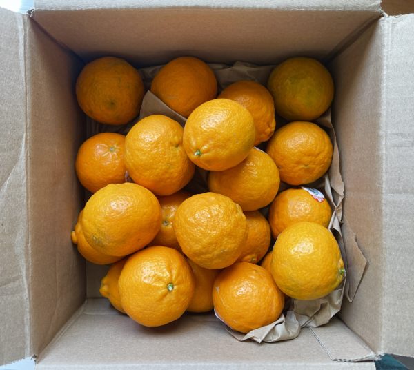 Ojai Pixie Tangerines