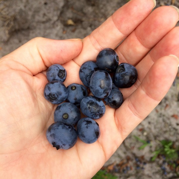 blueberry handful