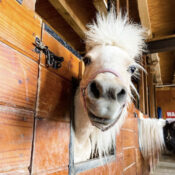 Miniature horse in stable.