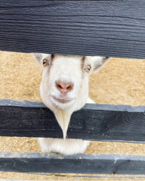 A goat peeks out from a fence.