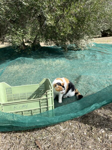 Cat sitting on olive-picking net.