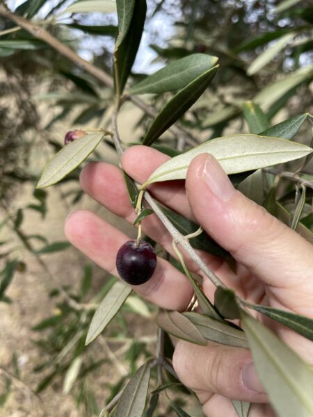 Hand touching olives on a tree branch