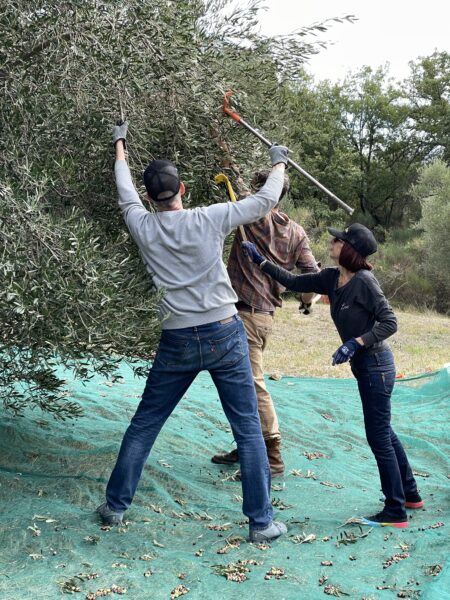 Three people harvesting olives on an olive tree.