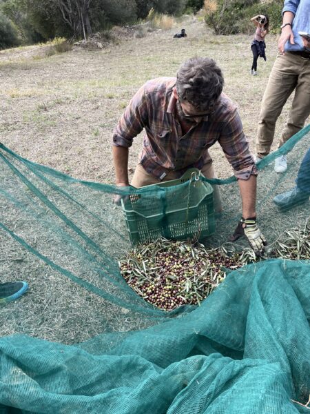 Sorting olives in the olive net