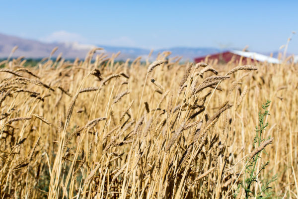 Wheat from Weiser Farms - photo via Tehachapi Grain Project