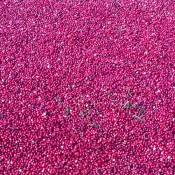 A sea of cranberries at the cranberry harvest