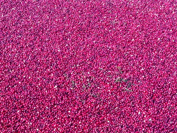 A sea of cranberries at the cranberry harvest