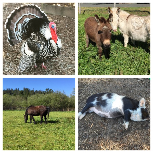 Some of the furry and feathered friends we met at the home farm of the Hip Chick Farms family. Bottom right is the newest member of the Hip Chick family: Willy Pig, a Kunekune pig from New Zealand. (He likes to get into mischief and then randomly take naps.)