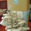grow-your-own mushroom kits