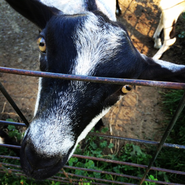 goat face