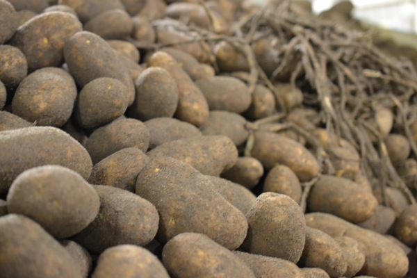 idaho potato harvest