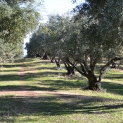 100-year-old olive trees at Lodestar Farms