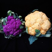 purple and yellow cauliflower