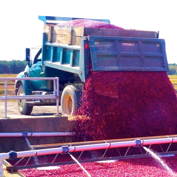Dump! The cranberries head to the processing facility