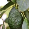 single avocado