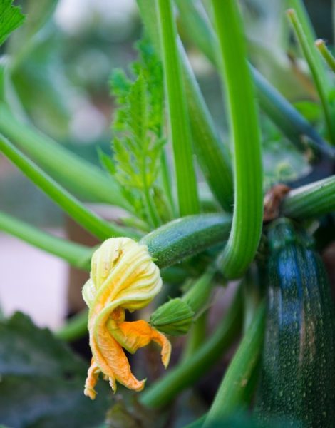 Zucchini, via Home Grown Edible Landscapes